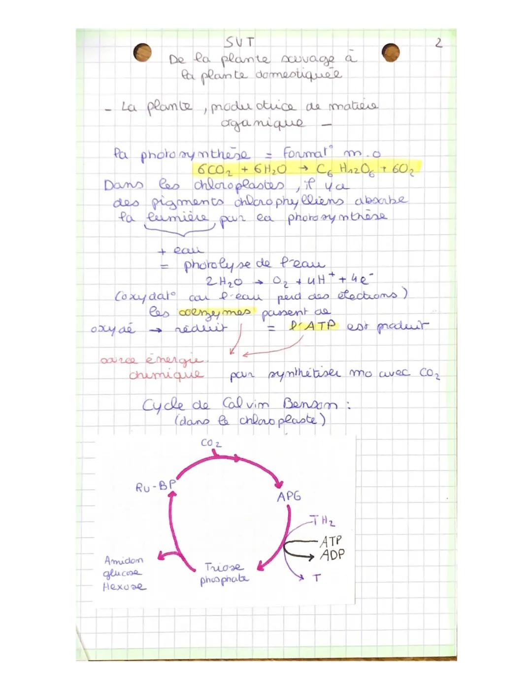 la plante, productrice de matière organique 