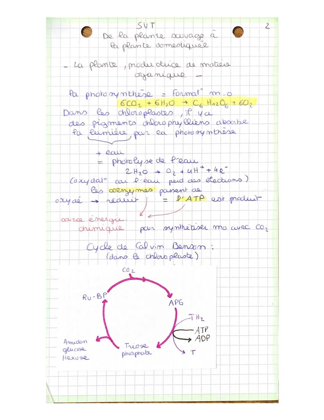 La plante, mode orice de matiere
organique
SUT
De la plante sauvage
la plante domestiquée
Pa photosynthese
Formar mo
600₂ + 6H₂0 → C6H₁₂O6 +