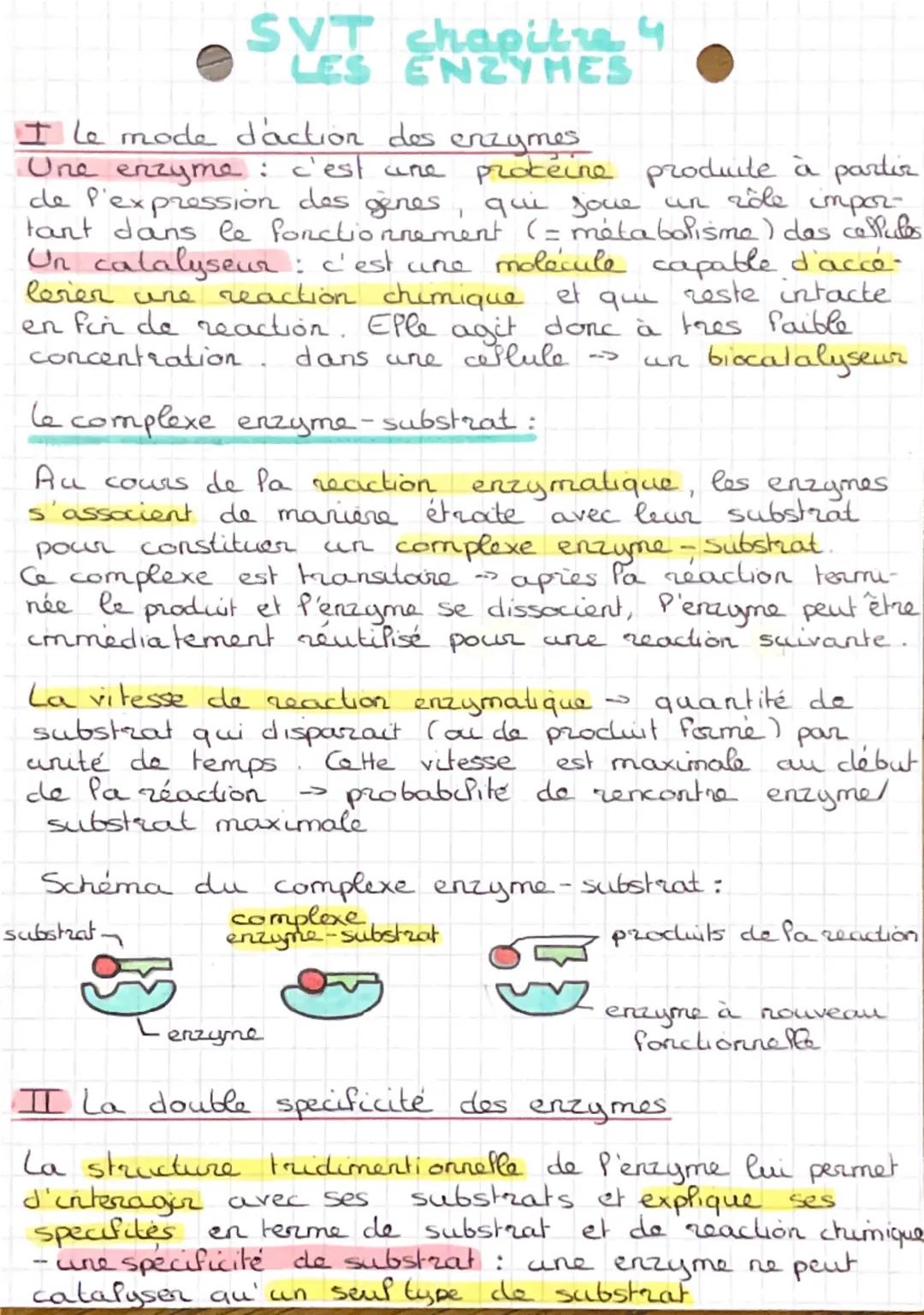 SVT chapitre 4
LES ENZYMES
I le mode d'action des enzymes
Une enzyme : c'est une proteine produite à partir
de P'expression des genes, qui j