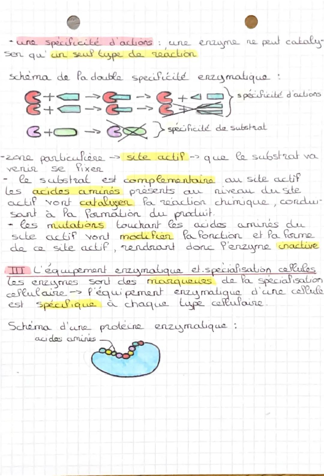 SVT chapitre 4
LES ENZYMES
I le mode d'action des enzymes
Une enzyme : c'est une proteine produite à partir
de P'expression des genes, qui j