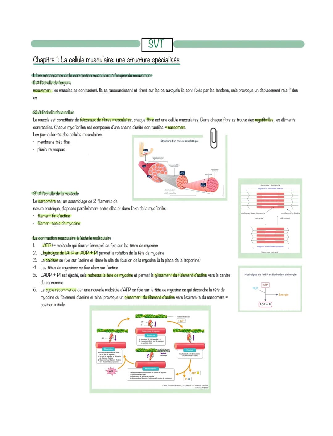 <h2 id="lesmcanismesdelacontractionmusculaire">Les mécanismes de la contraction musculaire</h2>
<p><strong>La cellule musculaire: une struct