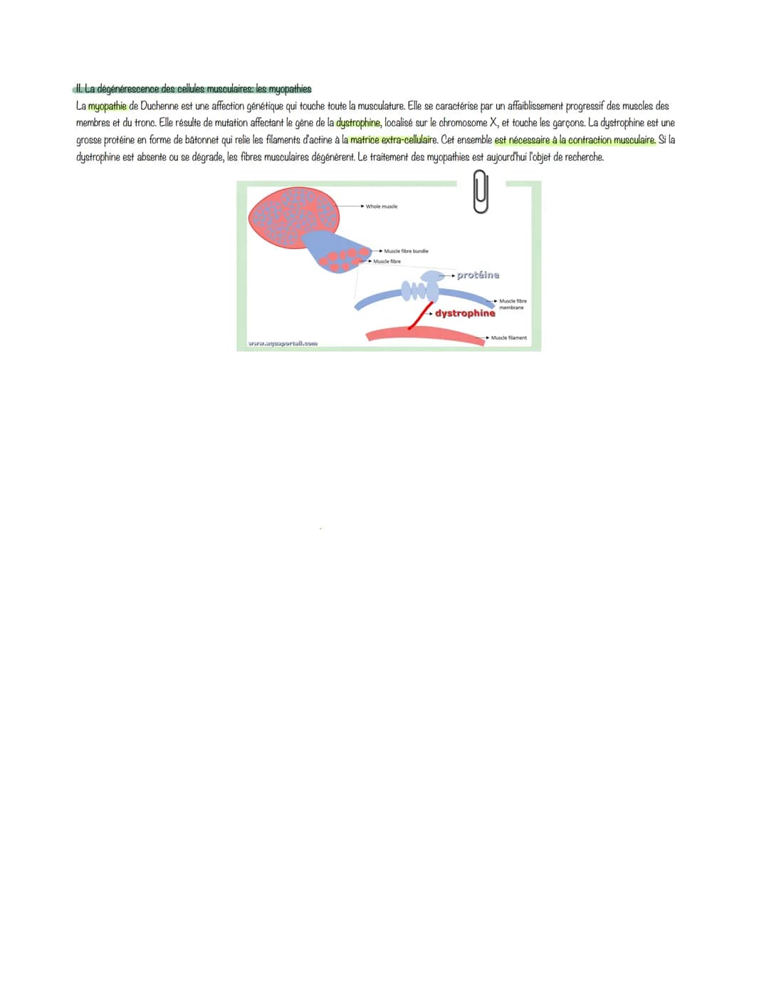 <h2 id="lesmcanismesdelacontractionmusculaire">Les mécanismes de la contraction musculaire</h2>
<p><strong>La cellule musculaire: une struct