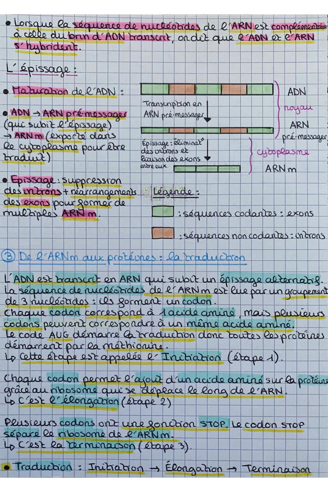 -
ADN
Nombreux nucleotides.
A, T, G,C
Sucre : désoxyribose.
2 De l'ADN en ARNm: la branscription
ADN en cours de
branscription
brin non bran