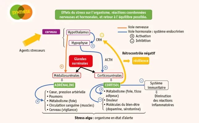 Know Effets du stress sur l’organisme thumbnail