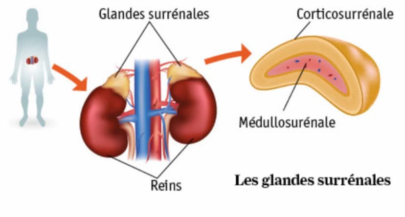 SYNTHÈSE
cerveau
Agents stresseurs
Effets du stress sur l'organisme, réactions coordonnées
nerveuses et hormonales, et retour à l'équilibre 