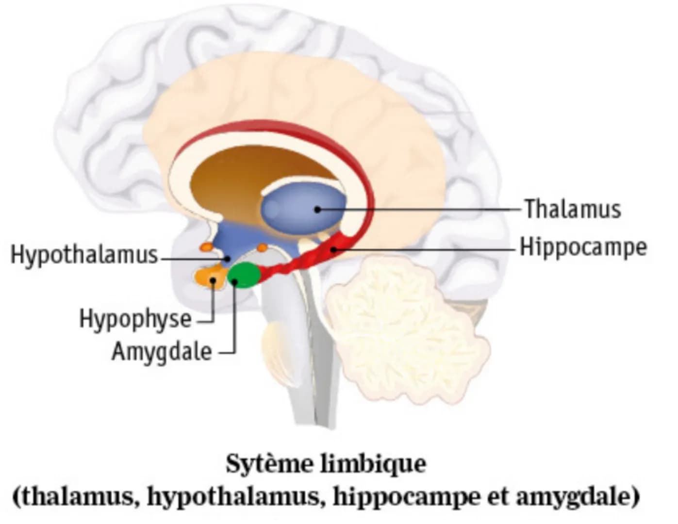 SYNTHÈSE
cerveau
Agents stresseurs
Effets du stress sur l'organisme, réactions coordonnées
nerveuses et hormonales, et retour à l'équilibre 