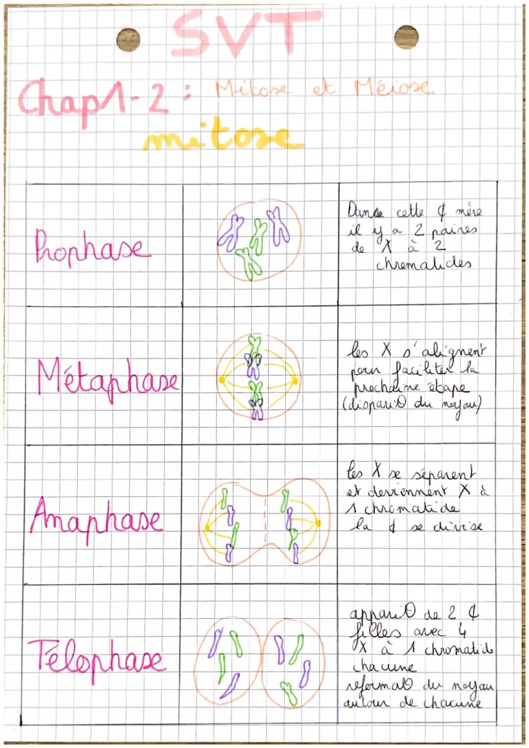• SVT •

Mitose et Méiose

Chap 1-2: Milom

hophase

mitose

Métaphase

Amaphase

Telophase

Dinse cette & mère
il y a 2 paires
de Xà 2
chre