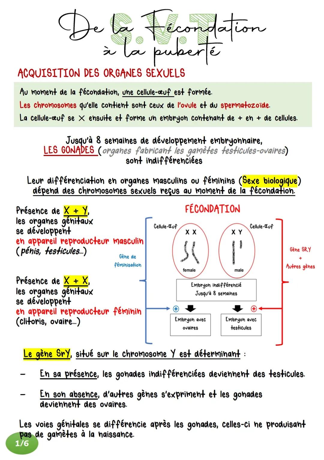 Tout sur le développement des organes sexuels et la puberté