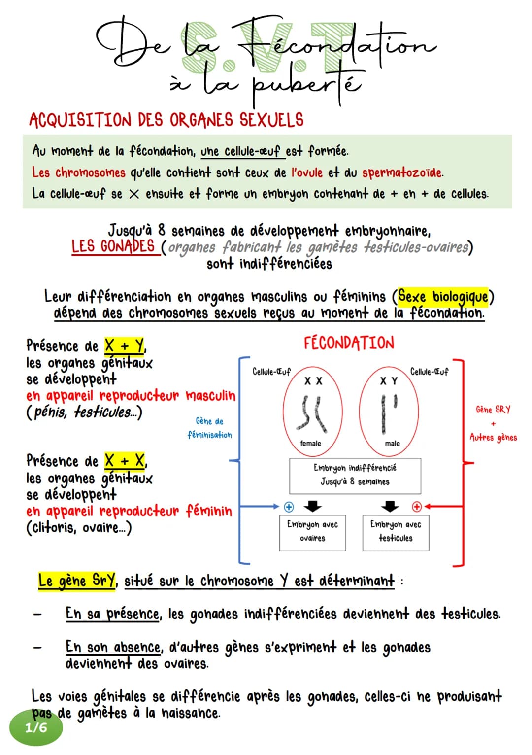 De la Fecondation
à la puberté
ACQUISITION DES ORGANES SEXUELS
Au moment de la fécondation, une cellule-œuf est formée.
Les chromosomes qu'e