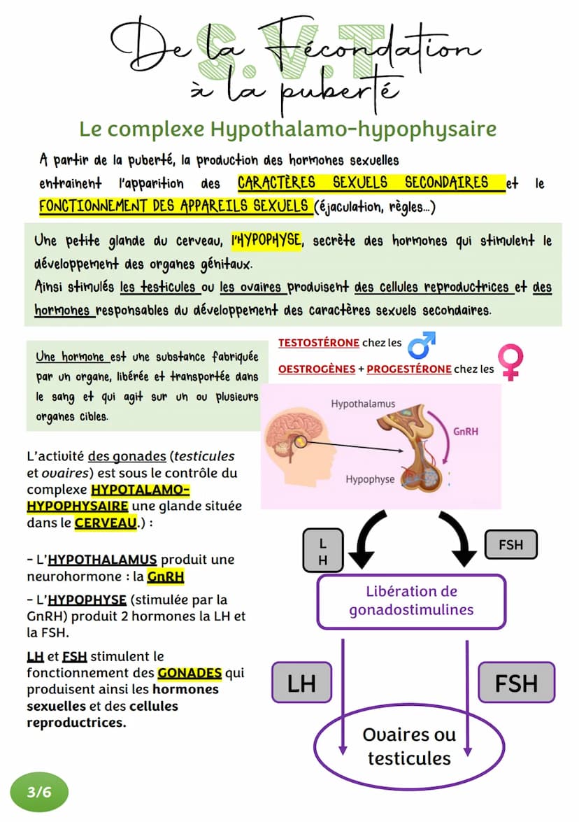 De la Fecondation
à la puberté
ACQUISITION DES ORGANES SEXUELS
Au moment de la fécondation, une cellule-œuf est formée.
Les chromosomes qu'e