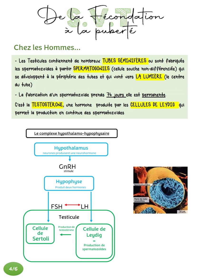 De la Fecondation
à la puberté
ACQUISITION DES ORGANES SEXUELS
Au moment de la fécondation, une cellule-œuf est formée.
Les chromosomes qu'e