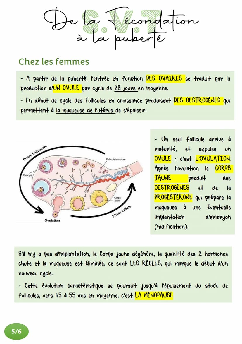 De la Fecondation
à la puberté
ACQUISITION DES ORGANES SEXUELS
Au moment de la fécondation, une cellule-œuf est formée.
Les chromosomes qu'e