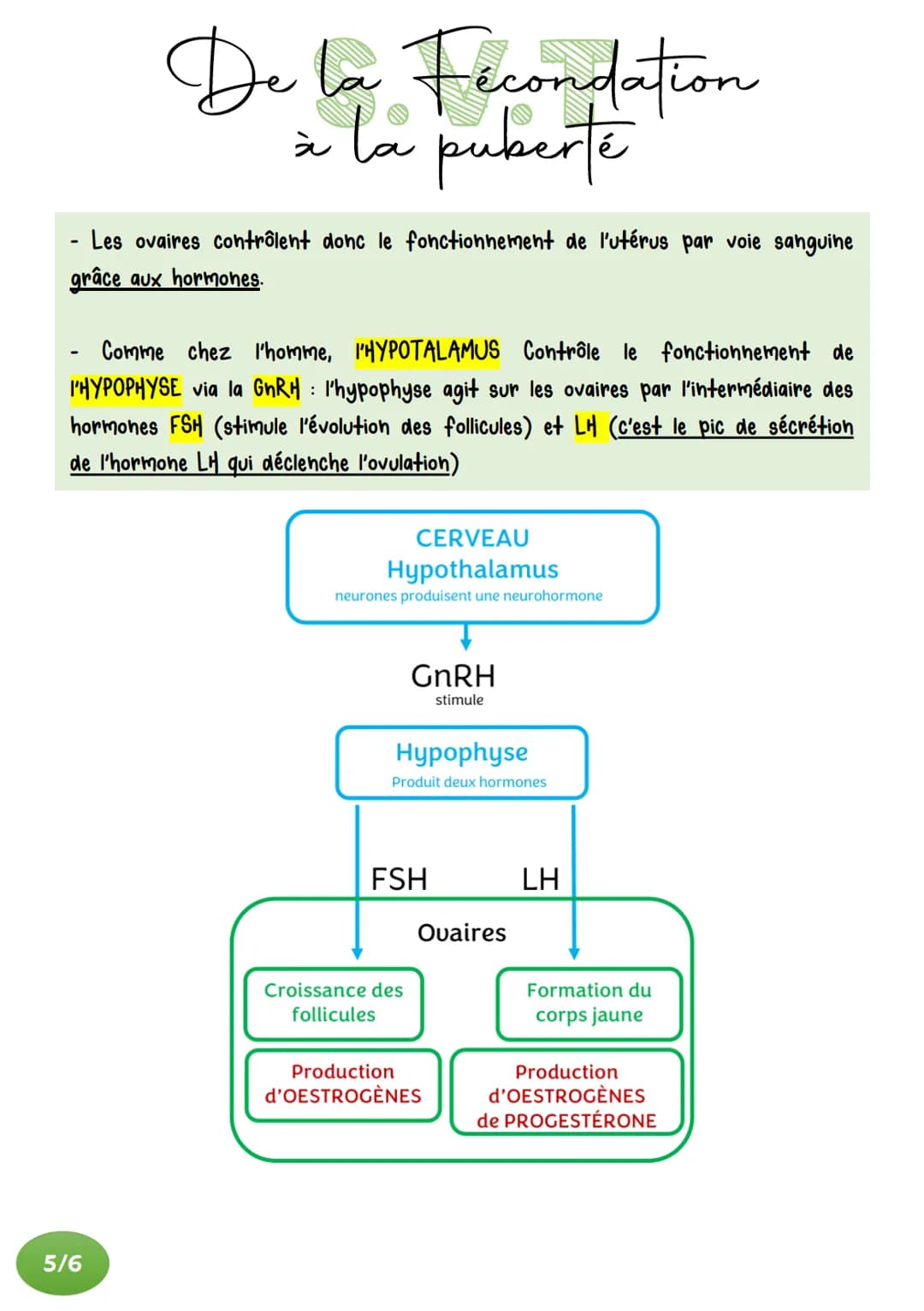 De la Fecondation
à la puberté
ACQUISITION DES ORGANES SEXUELS
Au moment de la fécondation, une cellule-œuf est formée.
Les chromosomes qu'e