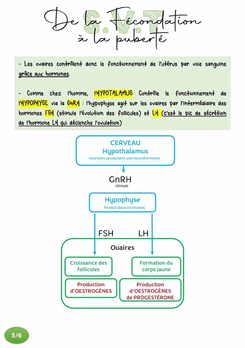 De la Fecondation
à la puberté
ACQUISITION DES ORGANES SEXUELS
Au moment de la fécondation, une cellule-œuf est formée.
Les chromosomes qu'e