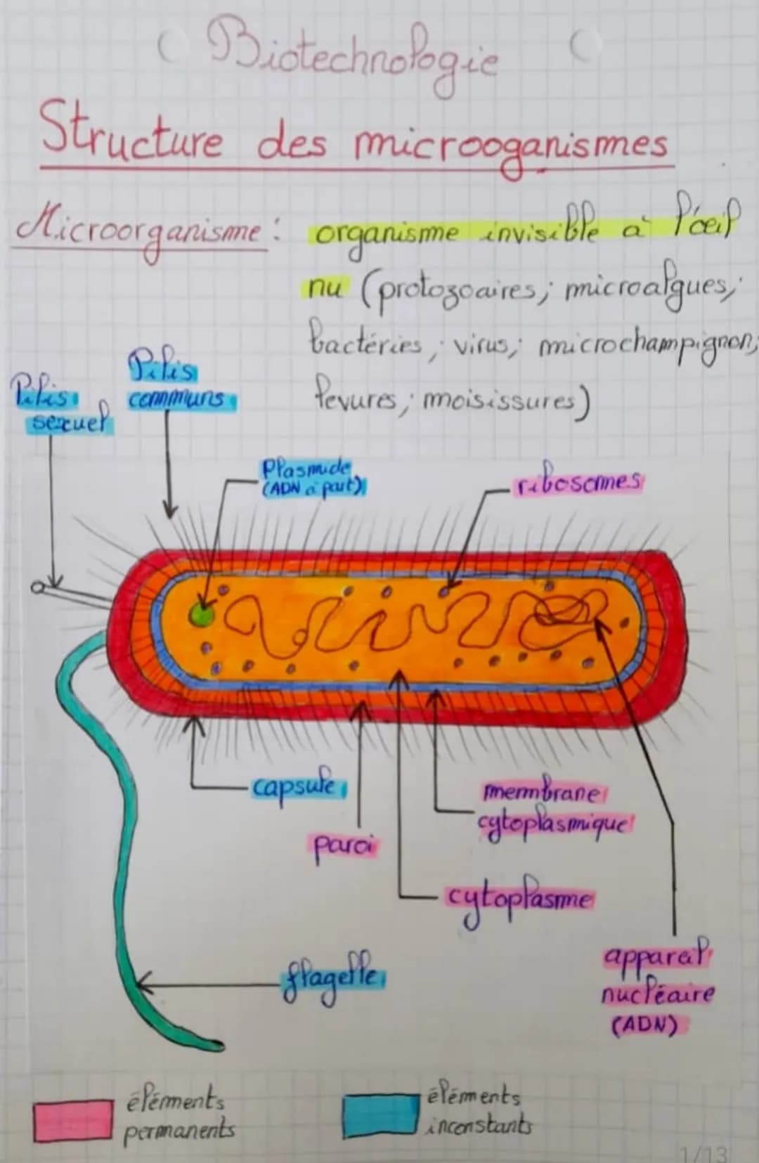 (Biotechnologie
Structure des microoganismes
Microorganisme: organisme invisible a Pool
Palisa
sexuel
Palis
communs
éléments
permanents
nu (
