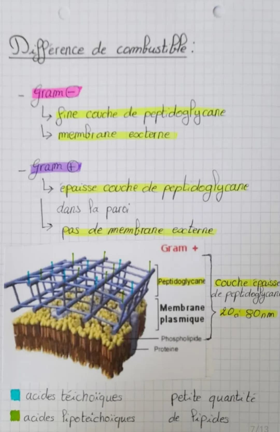(Biotechnologie
Structure des microoganismes
Microorganisme: organisme invisible a Pool
Palisa
sexuel
Palis
communs
éléments
permanents
nu (