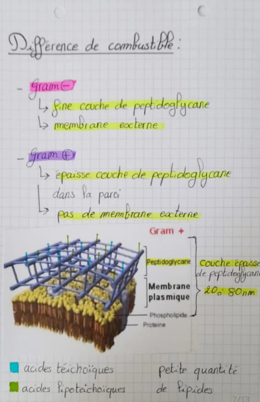 (Biotechnologie
Structure des microoganismes
Microorganisme: organisme invisible a Pool
Palisa
sexuel
Palis
communs
éléments
permanents
nu (