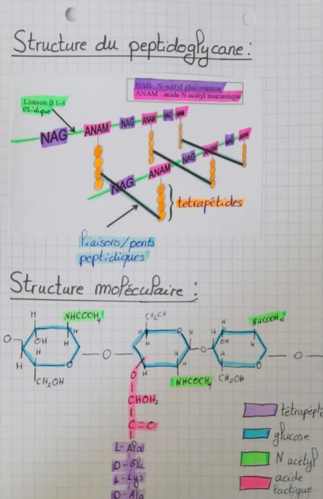 (Biotechnologie
Structure des microoganismes
Microorganisme: organisme invisible a Pool
Palisa
sexuel
Palis
communs
éléments
permanents
nu (