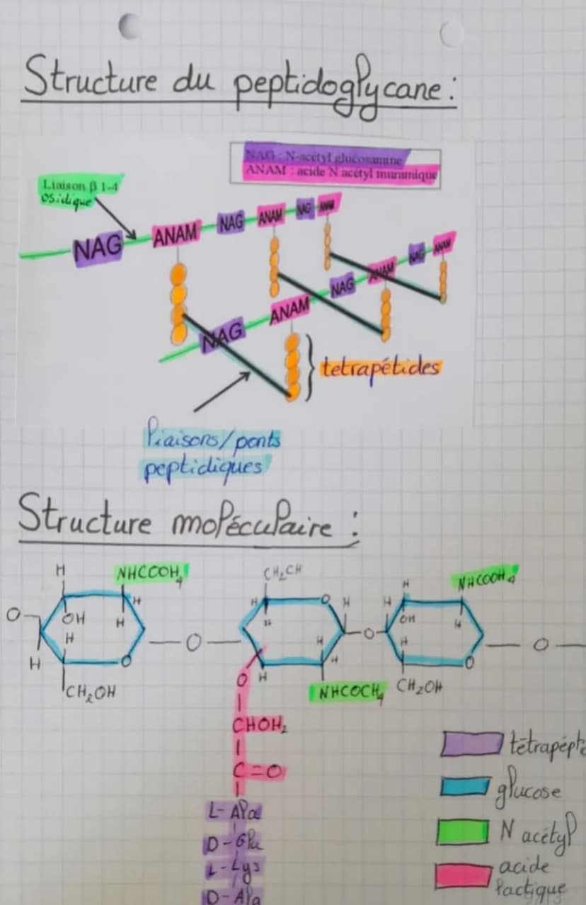 (Biotechnologie
Structure des microoganismes
Microorganisme: organisme invisible a Pool
Palisa
sexuel
Palis
communs
éléments
permanents
nu (