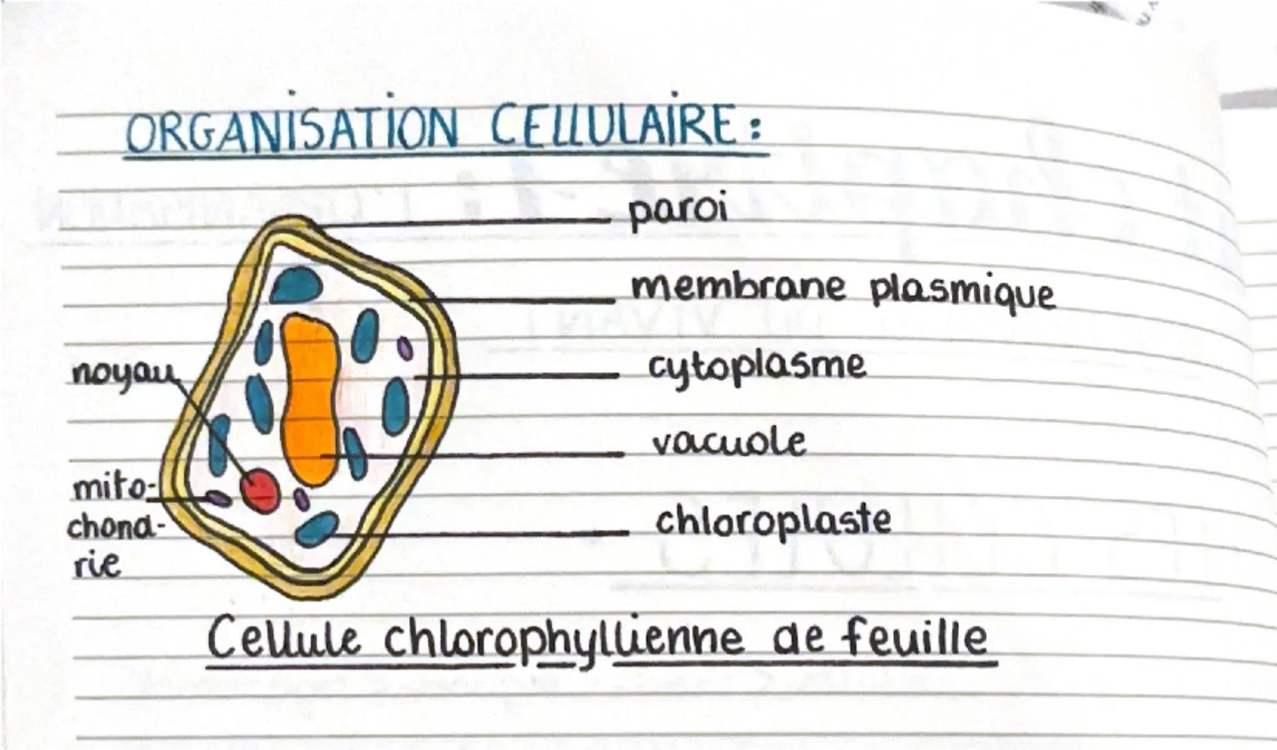--- OCR Start ---
Svt chapitre 1: L'ORGANISATION
FONCTIONNELLE DU VIVANT
• LES CELLULES.
atomes <molécules < cellules < tissur < organes < o