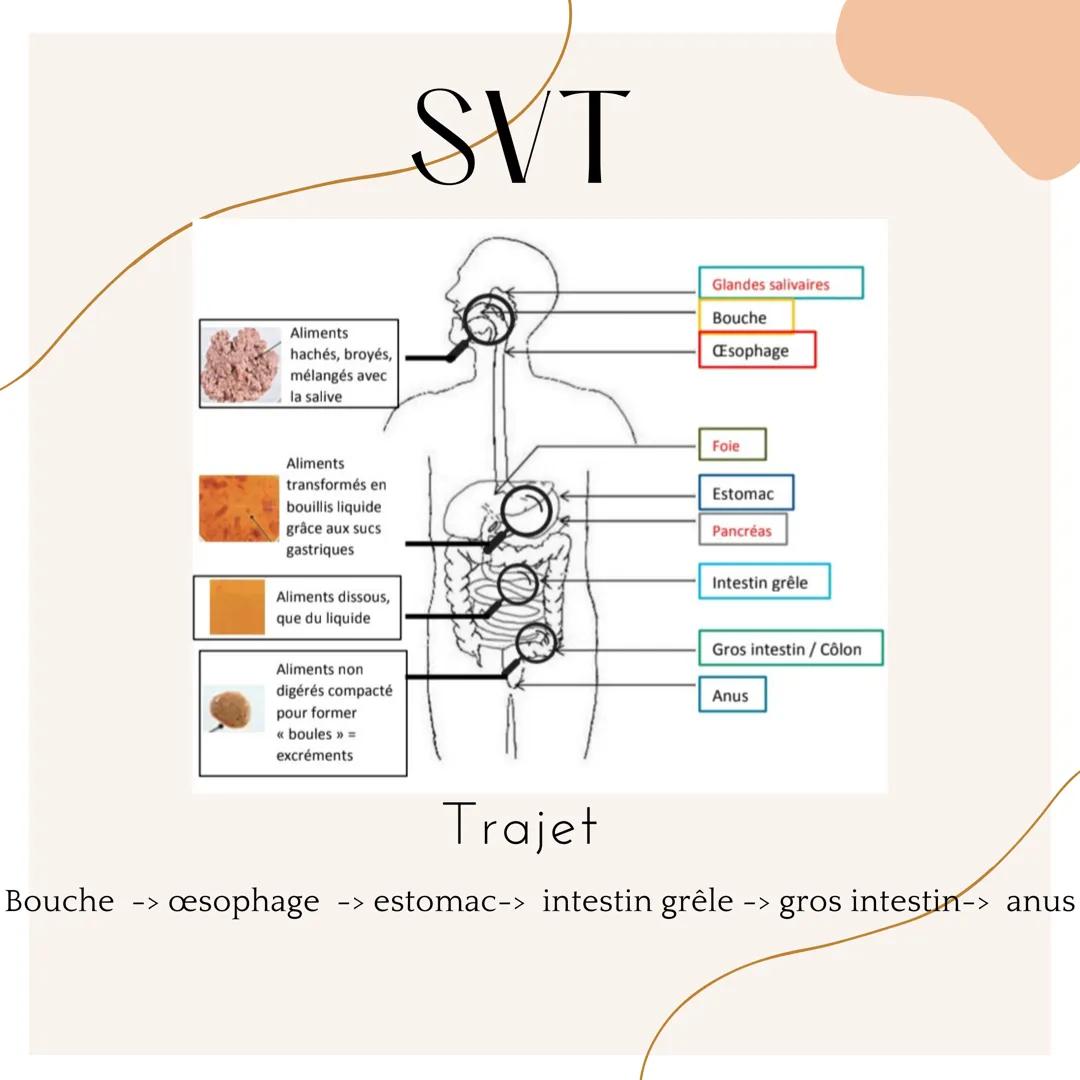 Bouche
->
Aliments
hachés, broyés,
mélangés avec
la salive
Aliments
transformés en
bouillis liquide
grâce aux sucs
gastriques
Aliments disso