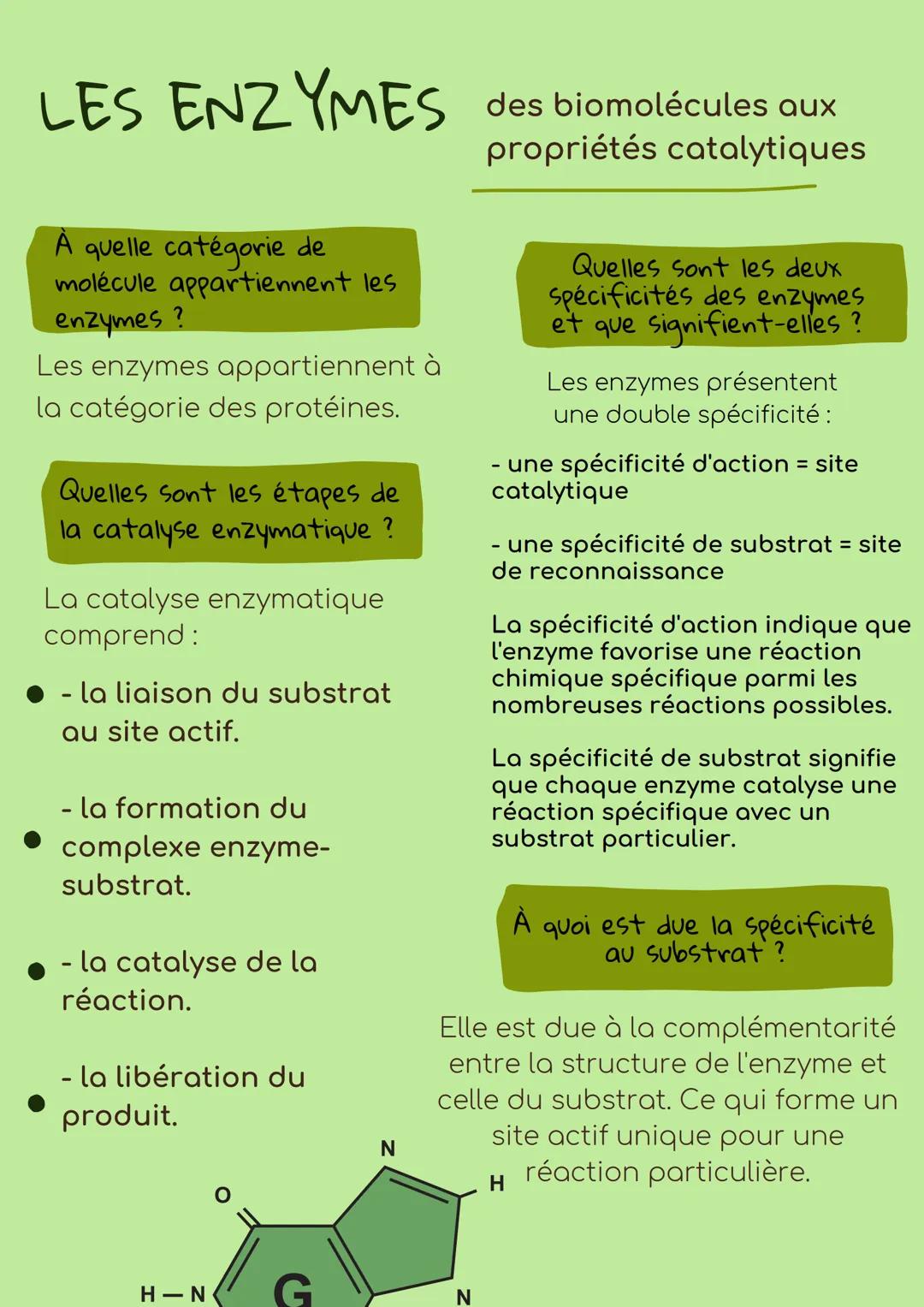 Les Enzymes: Catégorie et Spécificité