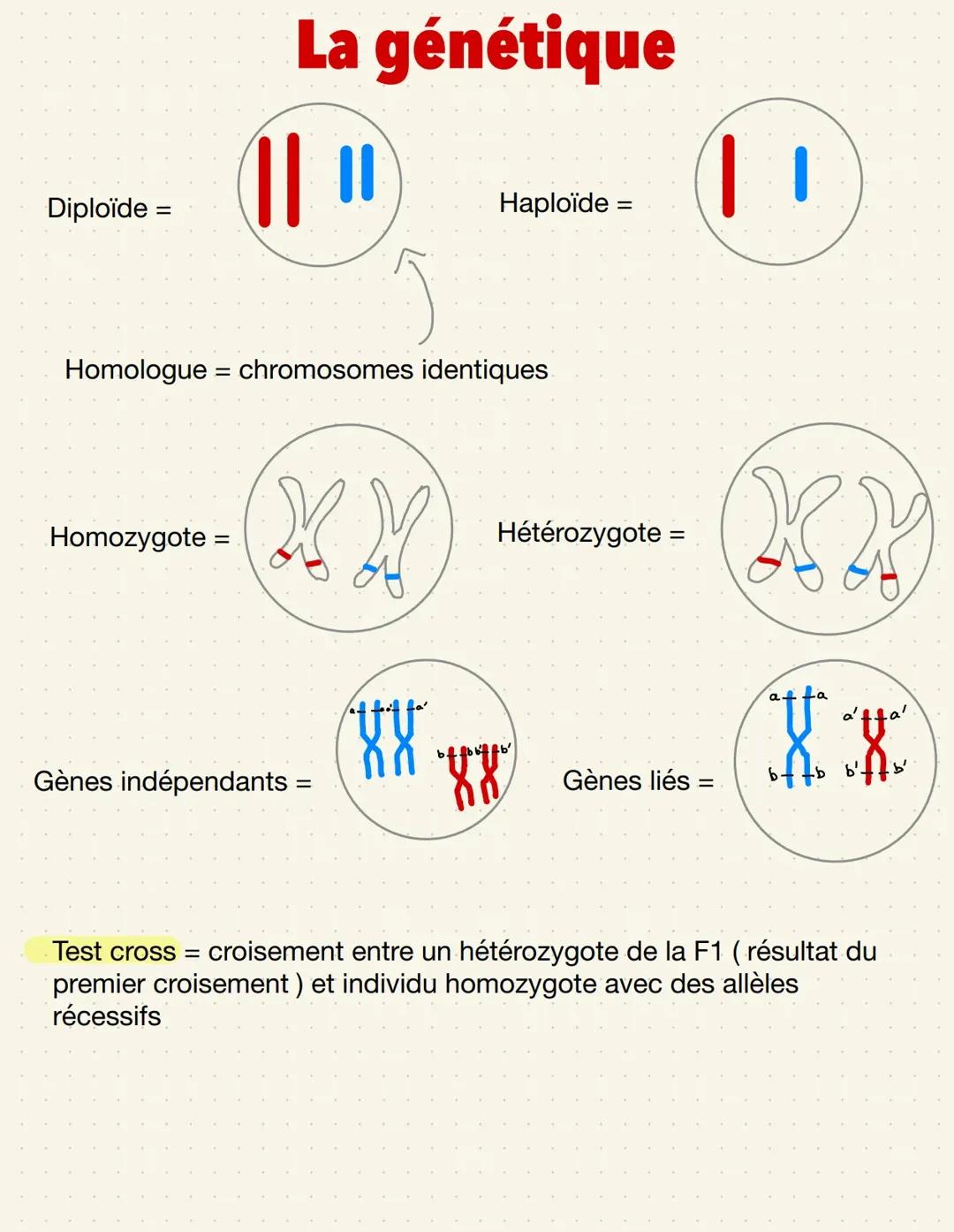 Rappel génétique x2