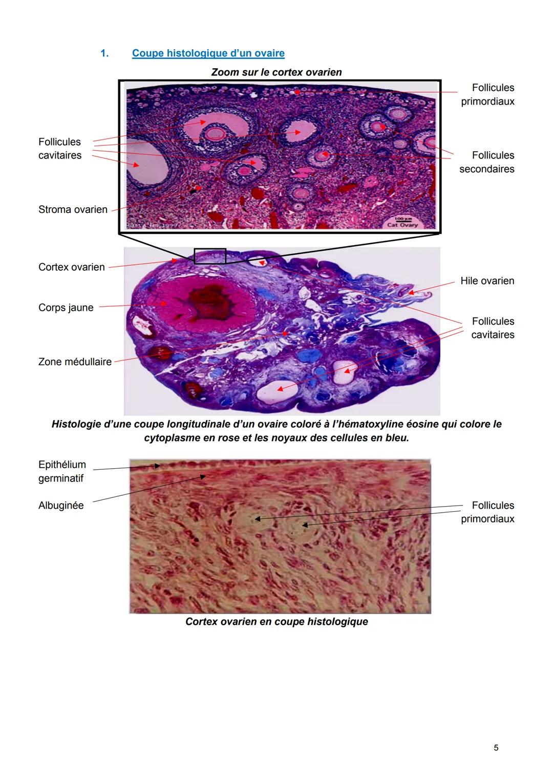 UE4
EMBRYOLOGIE ET REPRODUCTION
LIVRET N°4
OVOGENÈSE-FOLLICULOGENÈSE
Année 2023-2024
Spot exam
Fiche 1 LA STRUCTURE DES OVAIRES
A. La foncti
