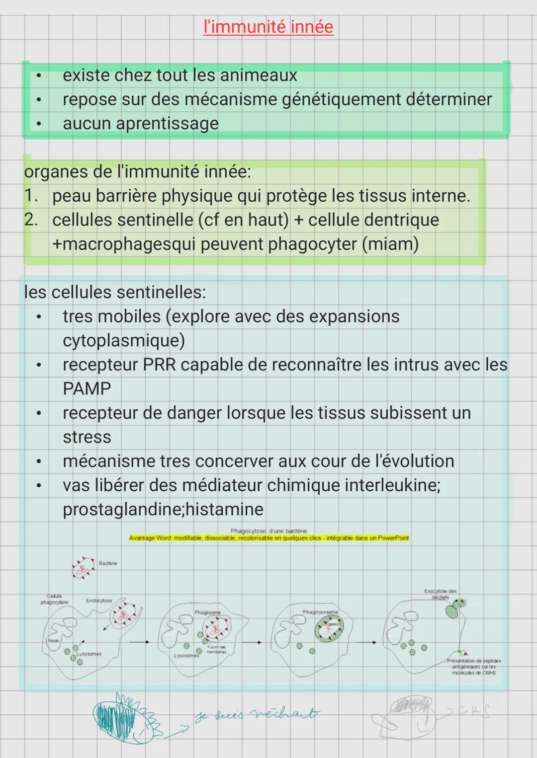 organes de l'immunité innée:
1. peau barrière physique qui protège les tissus interne.
2. cellules sentinelle (cf en haut) + cellule dentriq
