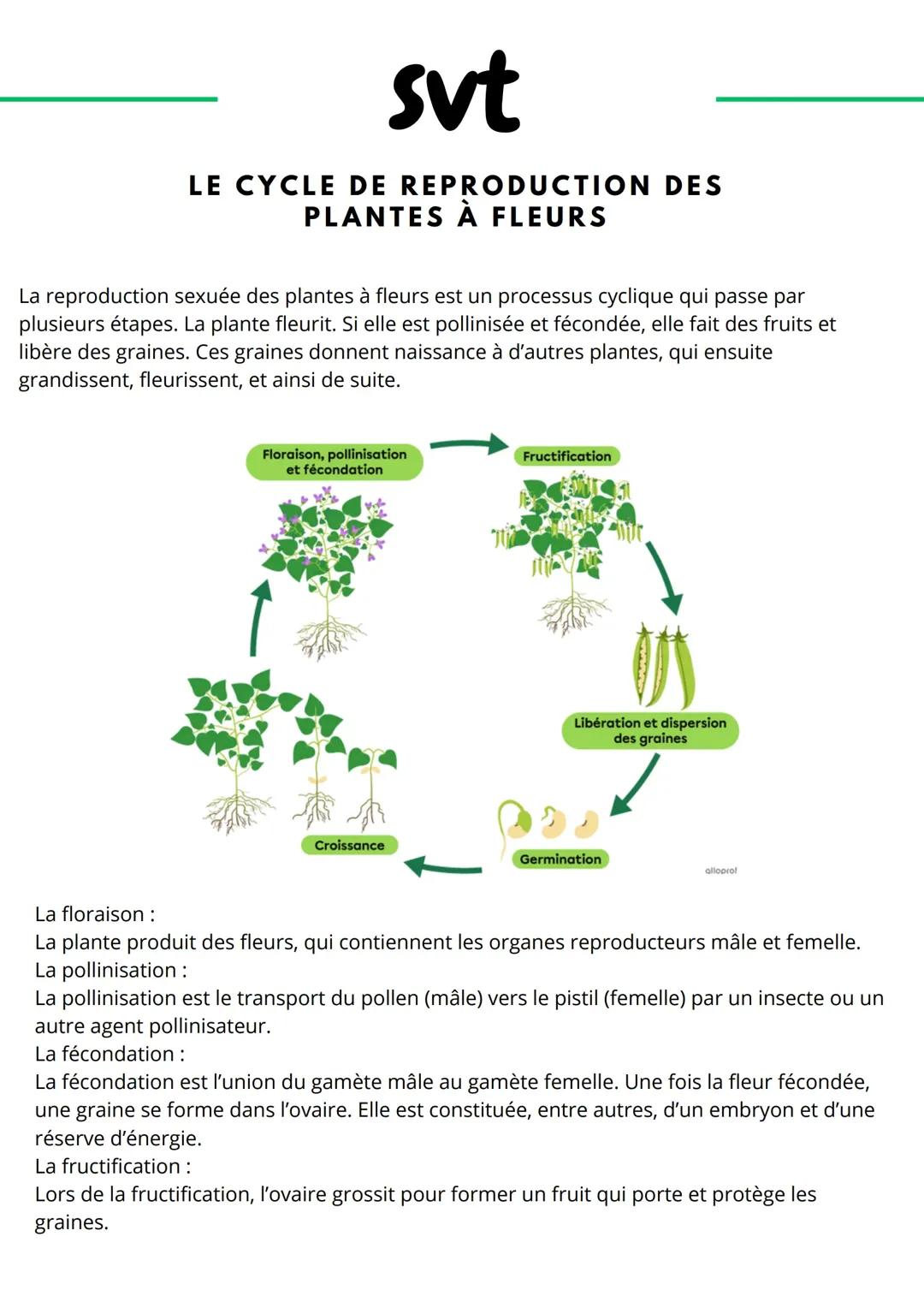 Reproduction des plantes à fleur