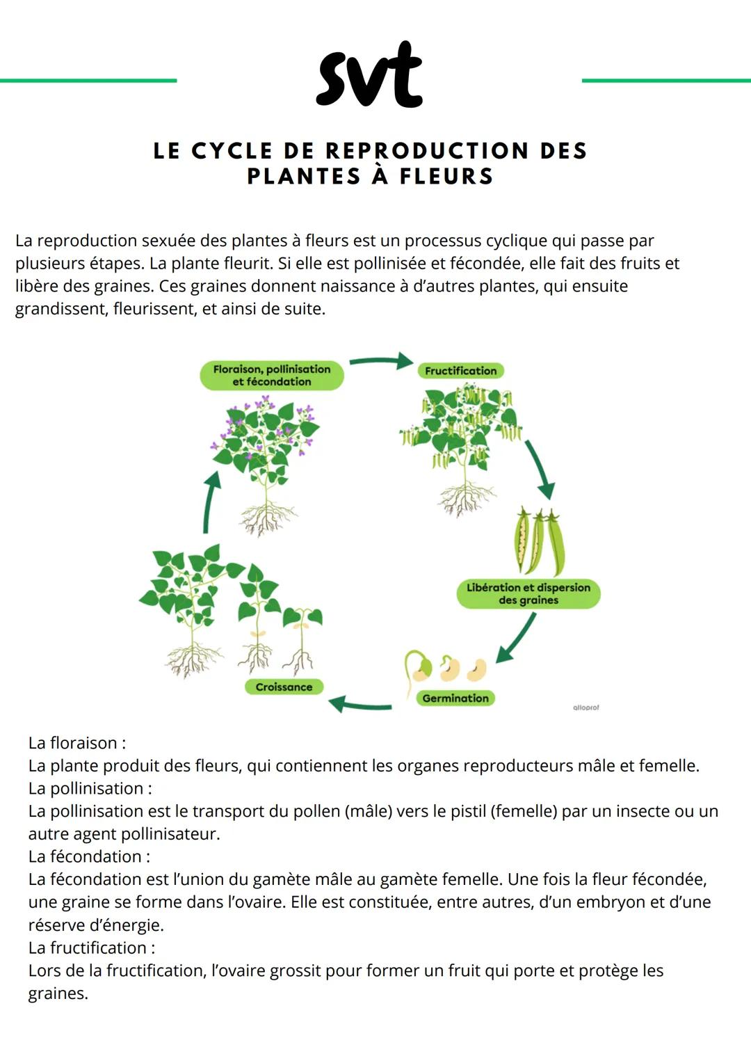 svt
LE CYCLE DE REPRODUCTION DES
PLANTES À FLEURS
La reproduction sexuée des plantes à fleurs est un processus cyclique qui passe par
plusie