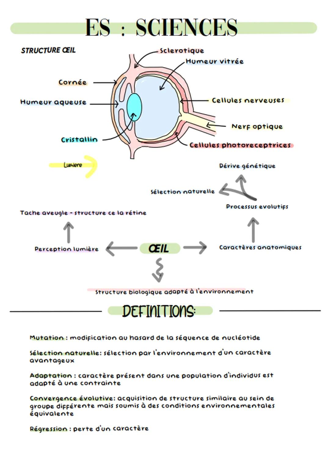 STRUCTURE CEIL
ES: SCIENCES
Sclerotique
Humeur vitrée
Cornée
Humeur aqueuse
Cristallin
Lumiere
Tache aveugle structure ce la rétine