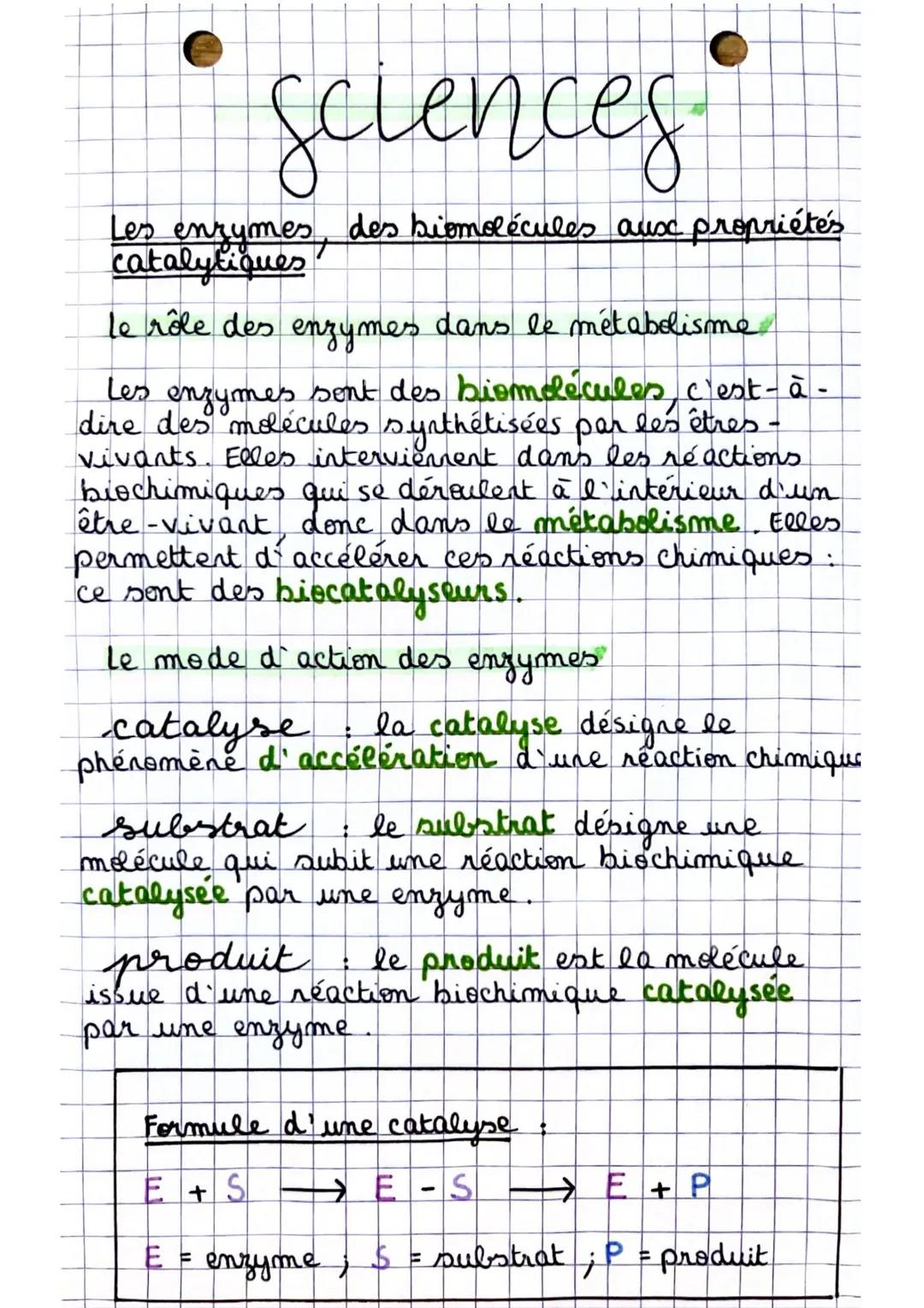 Les enzymes, des biomolécules aux propriétés catalytiques