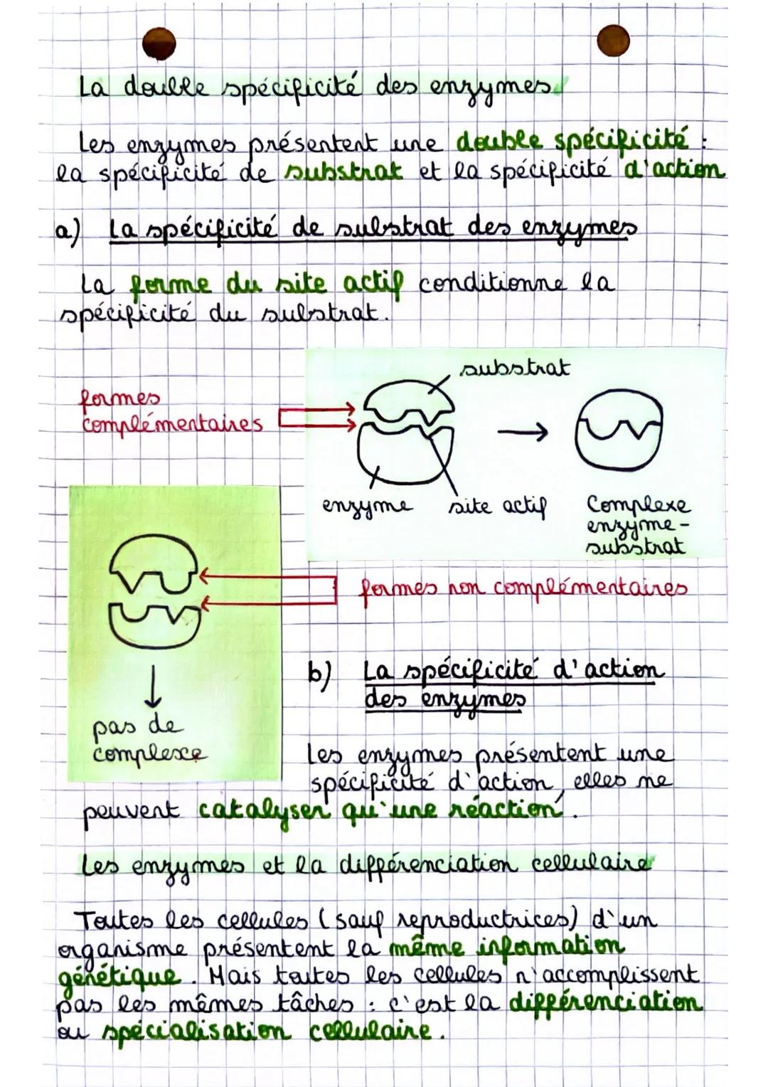 Sciences
Les enzymes, des biomolécules aux propriétés
catalytiques
le rôle des enzymes dans le métabolisme
Les enzymes sont des biomolecules