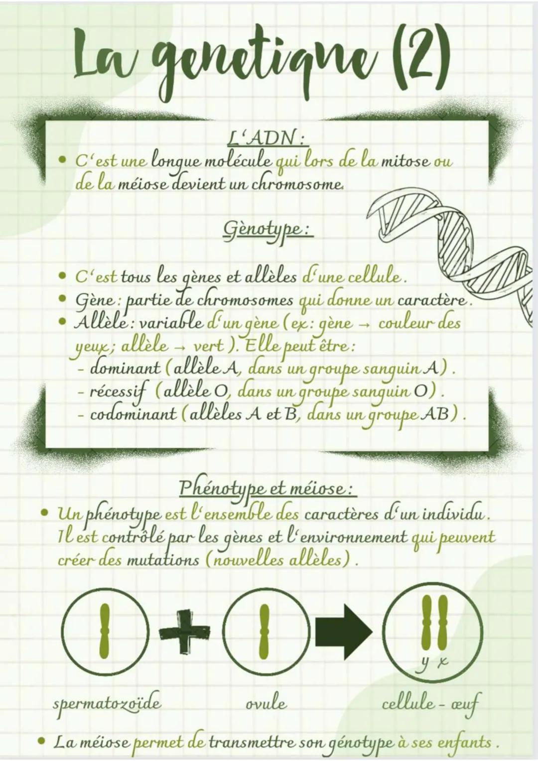 La genetique (2)
L'ADN:
C'est une longue molécule qui lors de la mitose ou
de la méiose devient un chromosome.
Genotype:
• C'est tous les qè