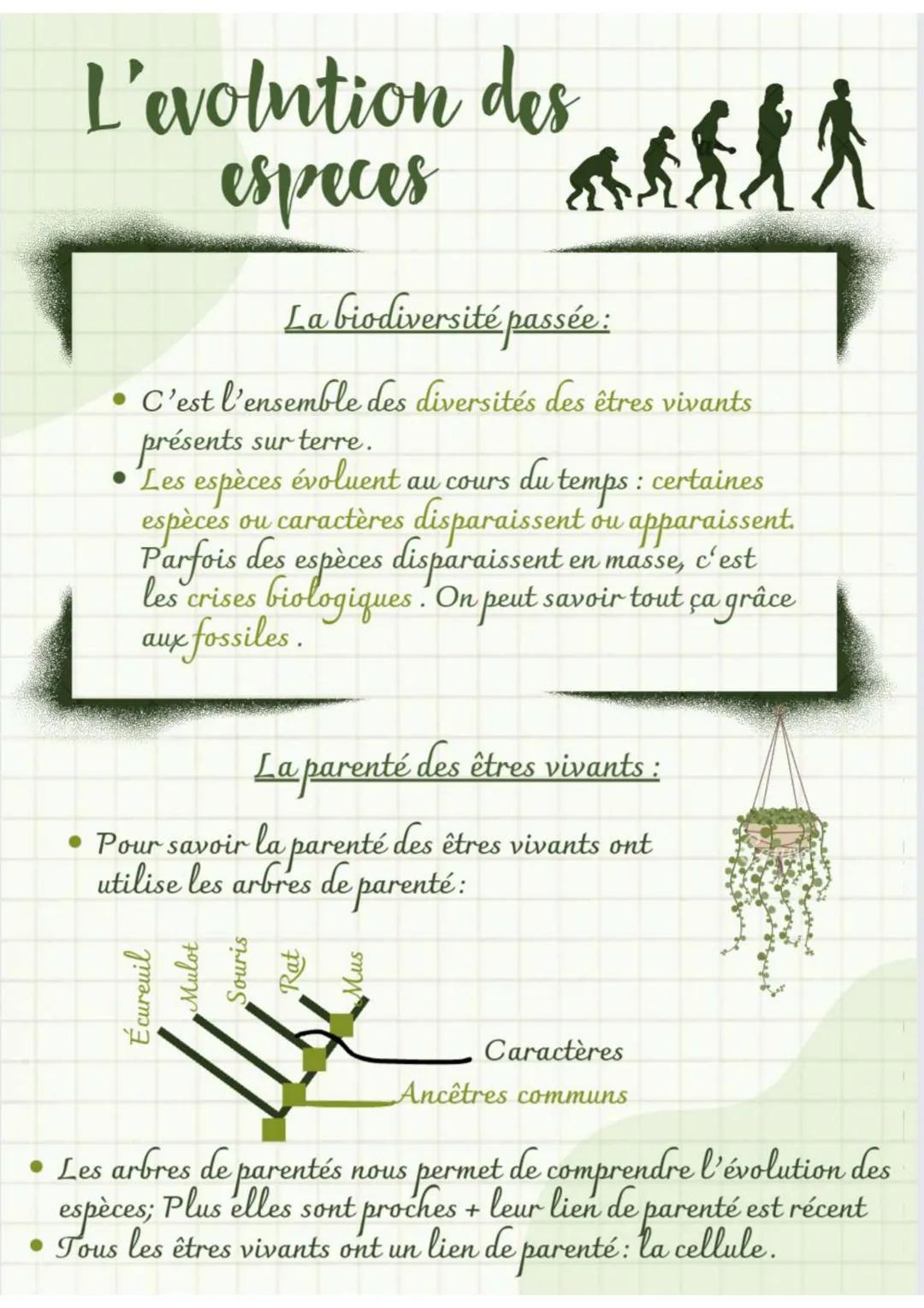 # L'evolution des
especes
La biodiversité passée :
* C'est l'ensemble des diversités des êtres vivants
présents sur terre.
* Les es es