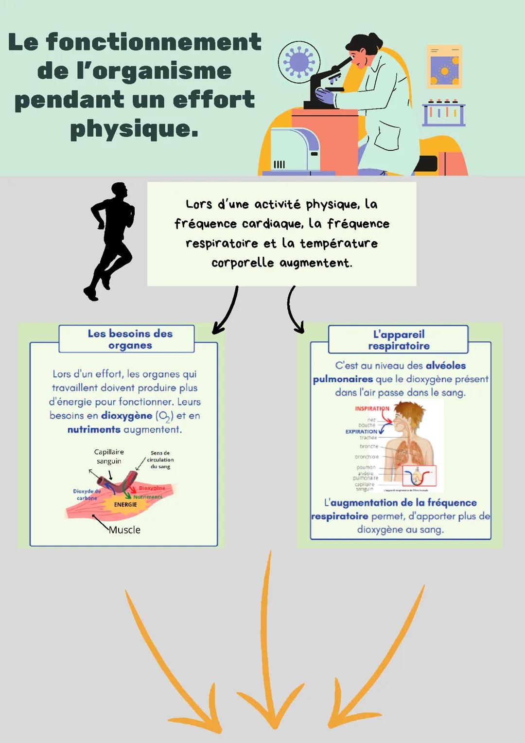 Le fonctionnement de l'organisme pendant un effort physique