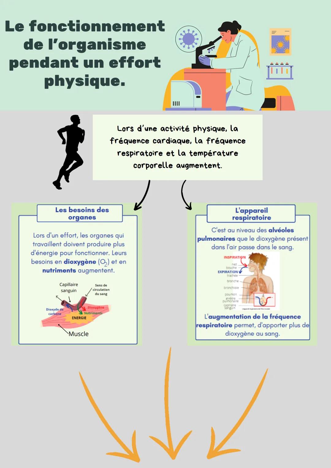 Le fonctionnement
de l'organisme
pendant un effort
physique.
||||
Lors d'une activité physique, la
fréquence cardiaque, la fréquence
respira