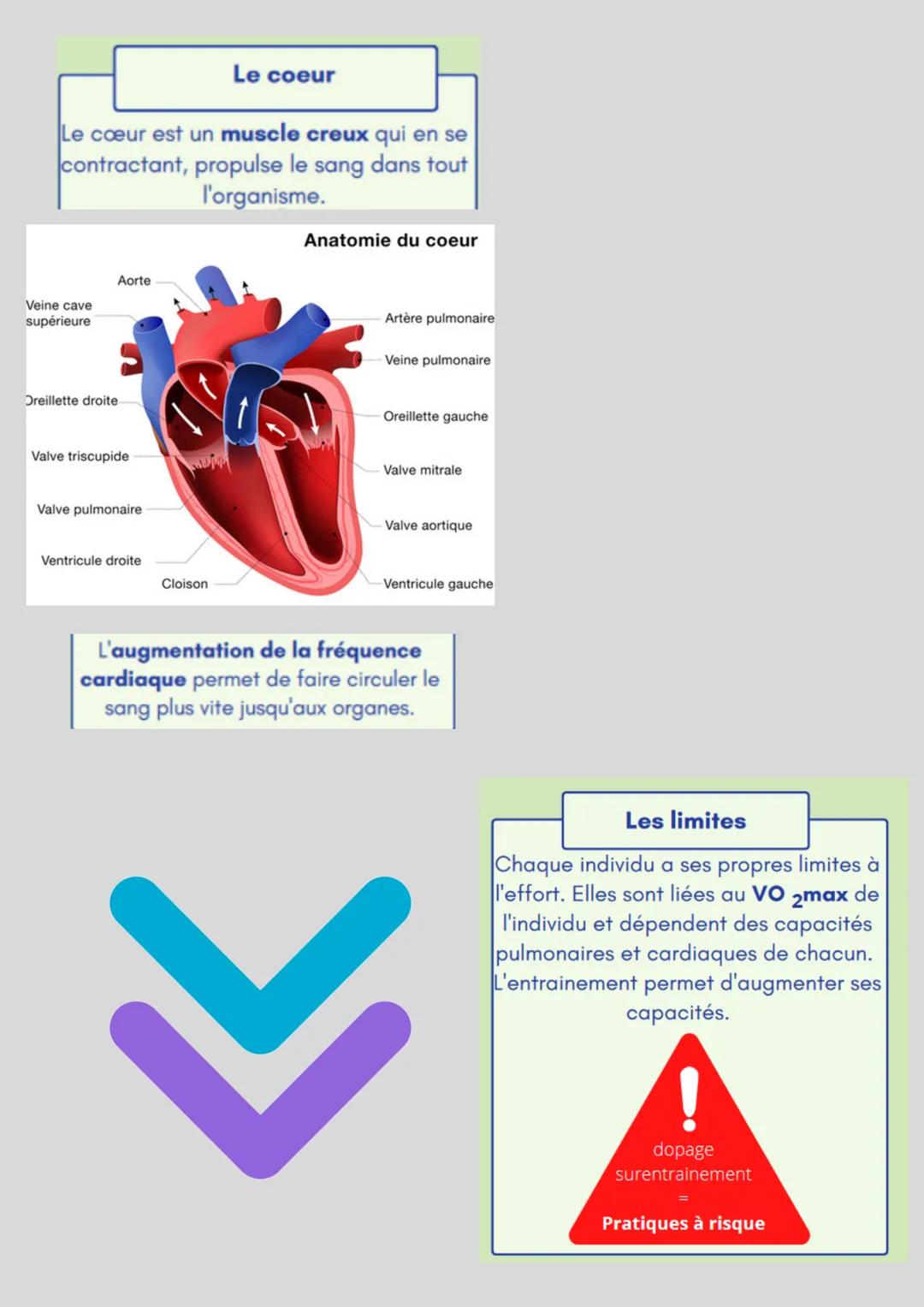 Le fonctionnement
de l'organisme
pendant un effort
physique.
||||
Lors d'une activité physique, la
fréquence cardiaque, la fréquence
respira