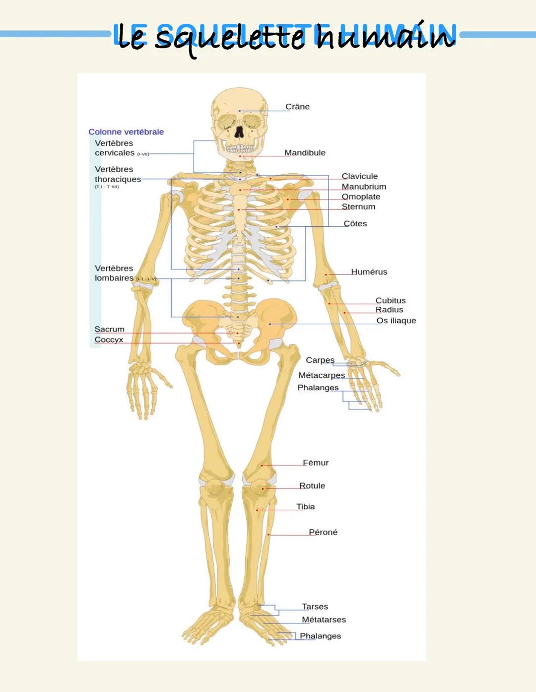 Le squelette humaiw
Crâne
Colonne vertébrale
Vertèbres
cervicales (-)
Vertèbres
thoraciques
(TI-T XII)
Mandibule
Vertèbres
lombaires (LV)
Sa