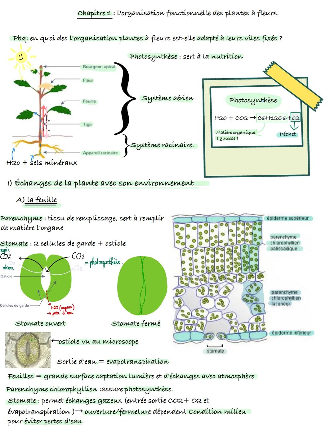 Chapitre 1: l'organisation fonctionnelle des plantes à fleurs.
Pbq: en quoi des l'organisation plantes à fleurs est-elle adapté à leurs vil