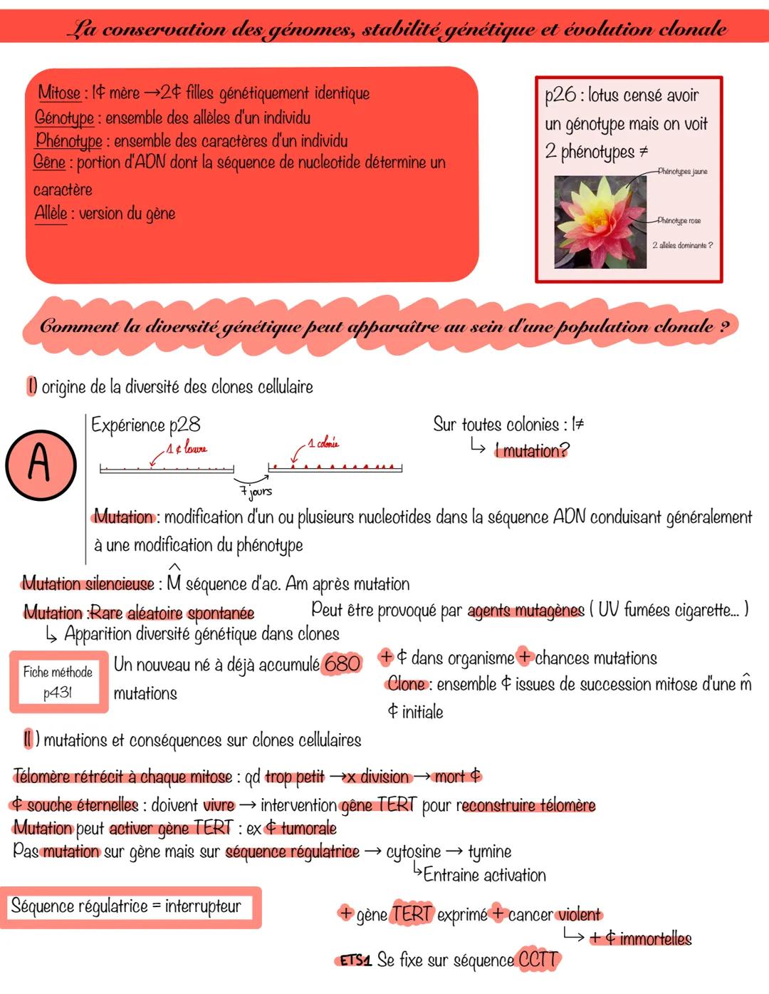 # La conservation des génomes, stabilité génétique et évolution clonale
Mitose: 14 mère →2$ filles génétiquement identique
Génotype: ensemb