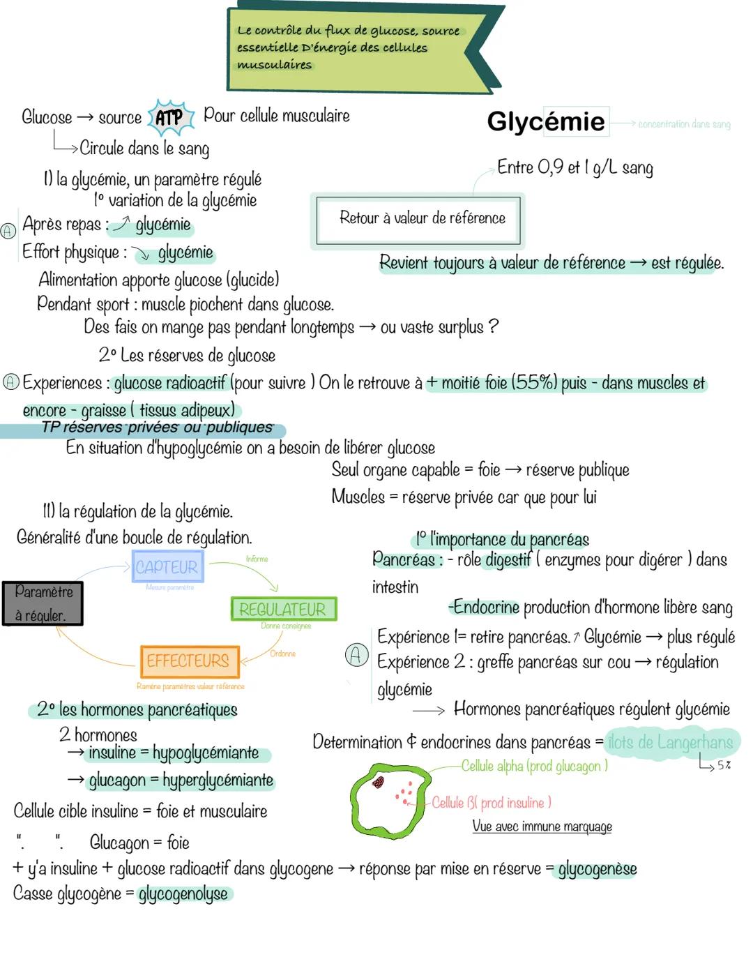 Le contrôle du flux de glucose, source
essentielle D'énergie des cellules
musculaires
Glucose source ATP Pour cellule musculaire
→Circule d