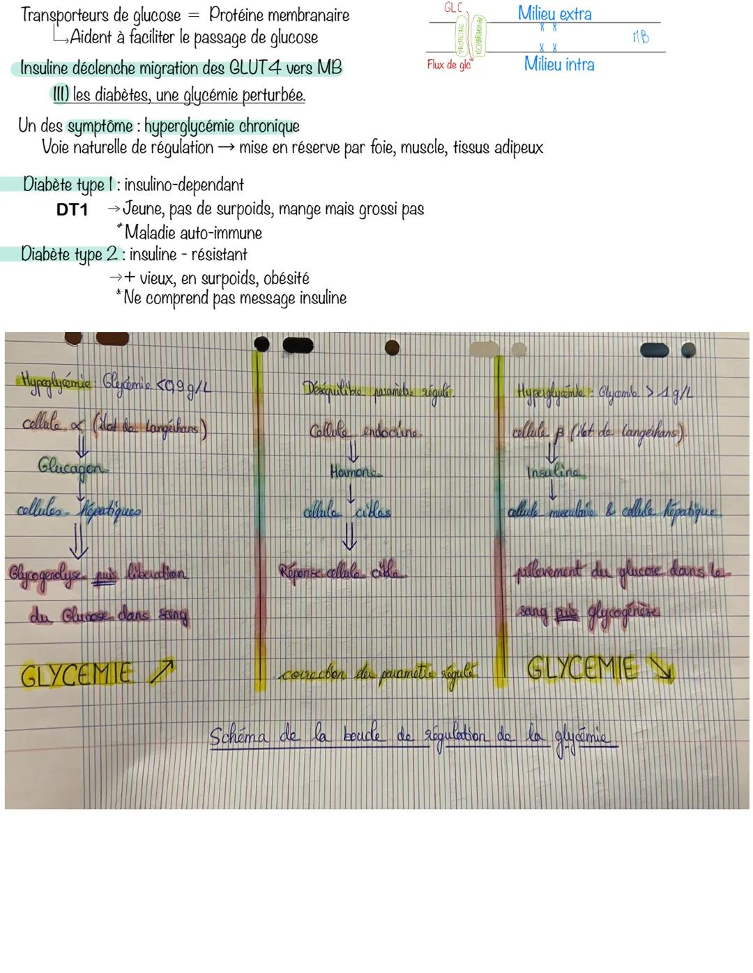 Le contrôle du flux de glucose, source
essentielle D'énergie des cellules
musculaires
Glucose source ATP Pour cellule musculaire
→Circule d