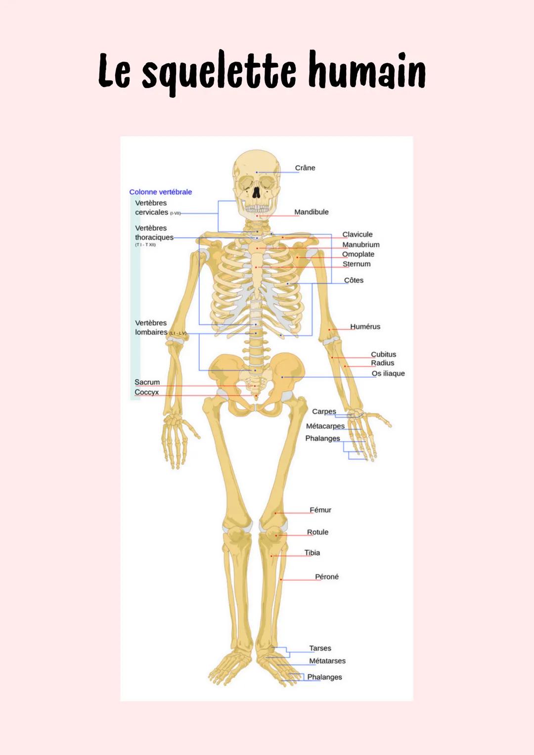 Le squelette humain
Crâne
Colonne vertébrale
Vertèbres
cervicales -v
Vertèbres
thoraciques-
(TI-TX)
Mandibule
Clavicule
Manubrium
Omoplate
S