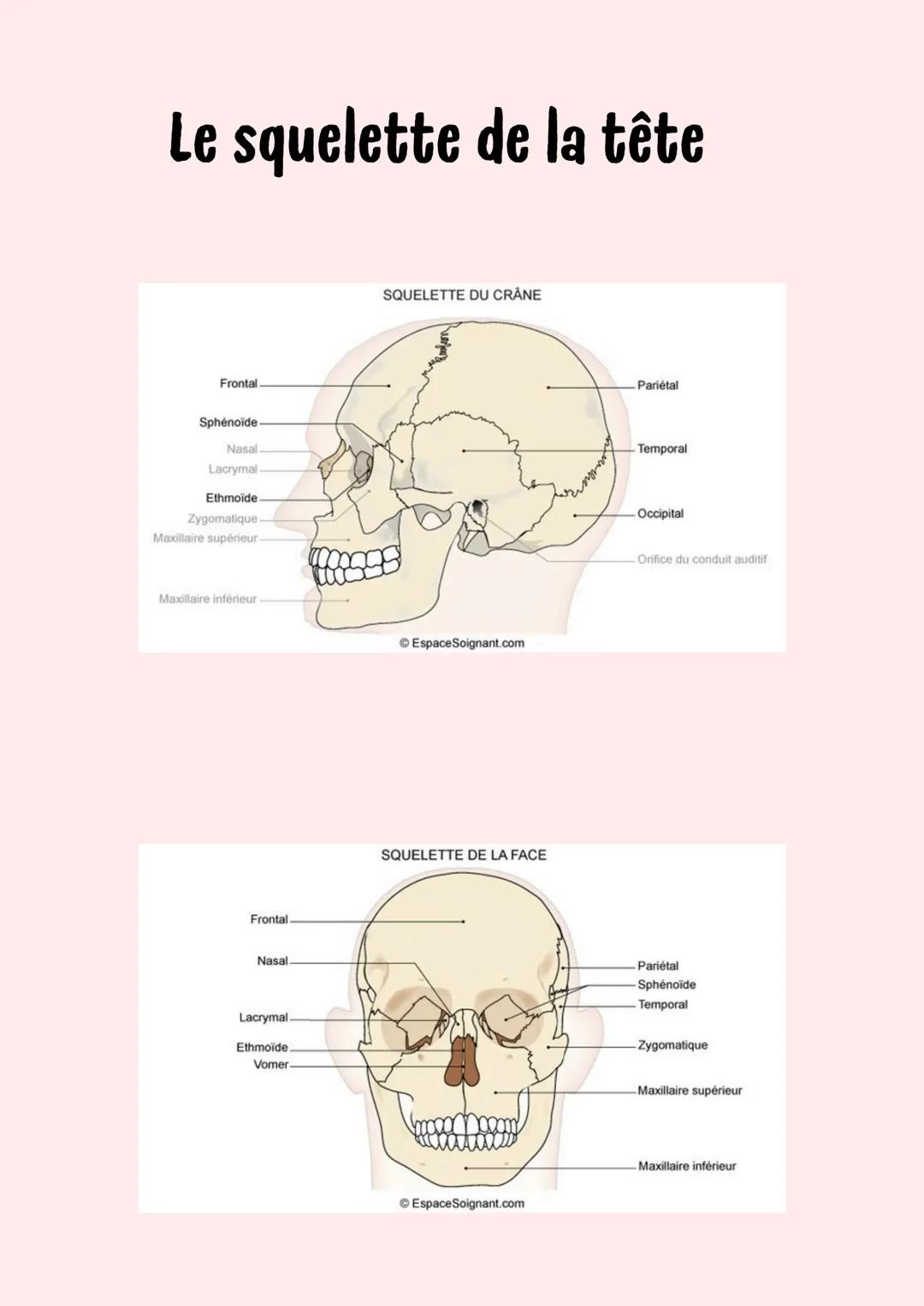 Le squelette humain
Crâne
Colonne vertébrale
Vertèbres
cervicales -v
Vertèbres
thoraciques-
(TI-TX)
Mandibule
Clavicule
Manubrium
Omoplate
S