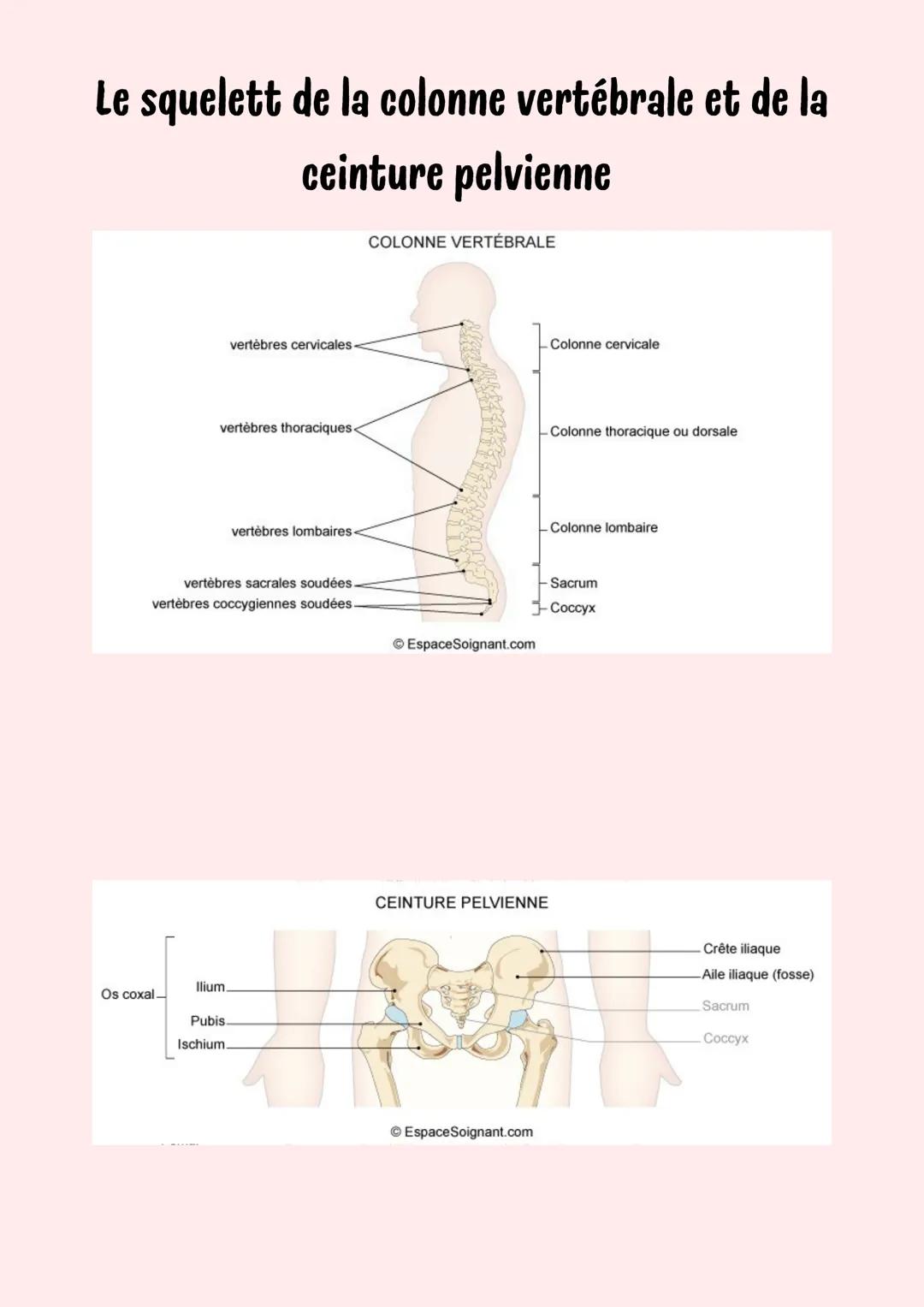 Le squelette humain
Crâne
Colonne vertébrale
Vertèbres
cervicales -v
Vertèbres
thoraciques-
(TI-TX)
Mandibule
Clavicule
Manubrium
Omoplate
S