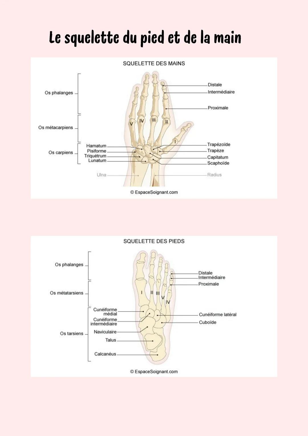 Le squelette humain
Crâne
Colonne vertébrale
Vertèbres
cervicales -v
Vertèbres
thoraciques-
(TI-TX)
Mandibule
Clavicule
Manubrium
Omoplate
S