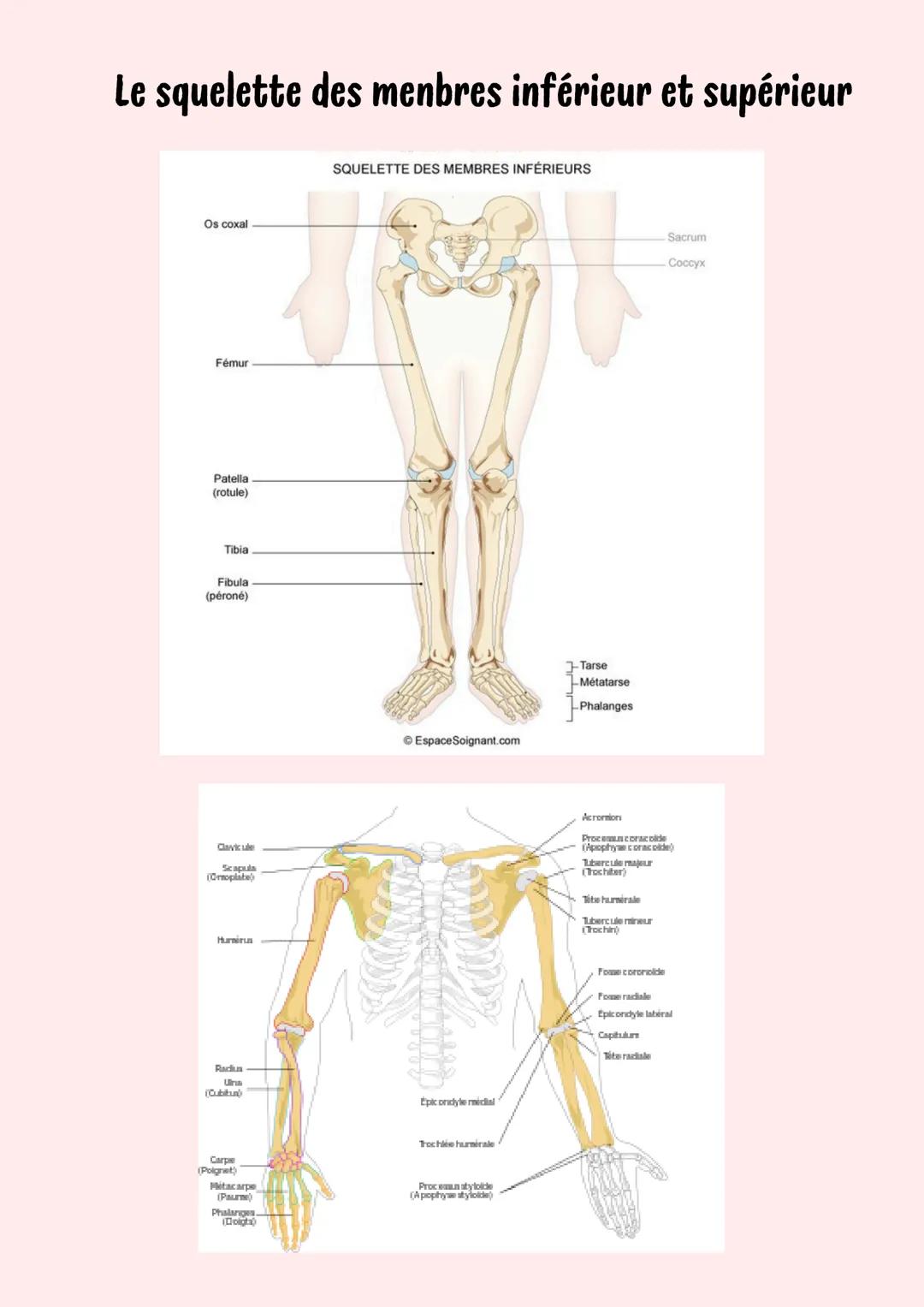 Le squelette humain
Crâne
Colonne vertébrale
Vertèbres
cervicales -v
Vertèbres
thoraciques-
(TI-TX)
Mandibule
Clavicule
Manubrium
Omoplate
S