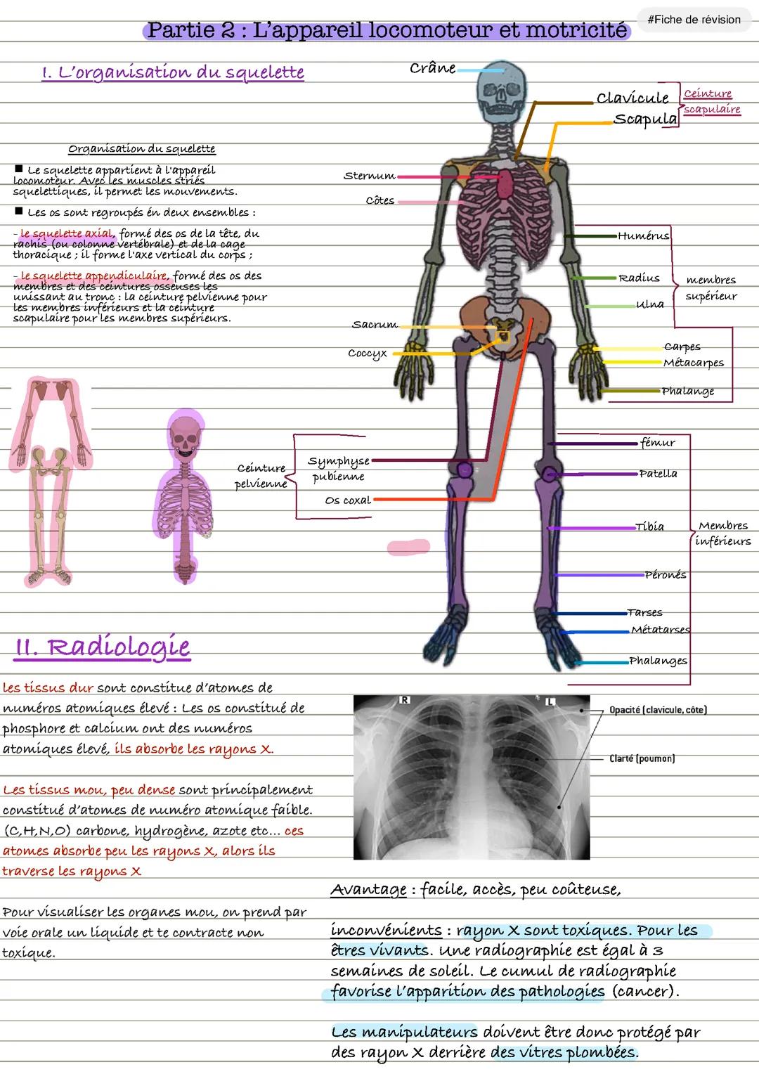 Appareil locomoteur et motricité